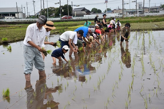 田植えで農を体験です!(マルベリー)