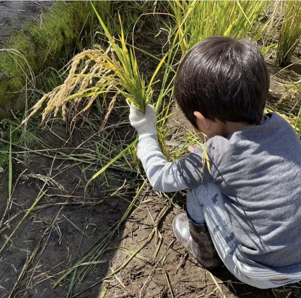 貴重な手刈り体験(マルベリー)